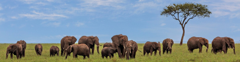 kenya