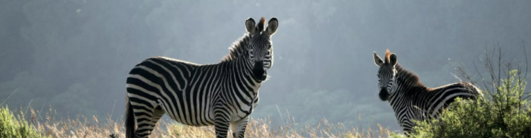 malawi