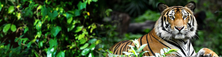 ranthambore