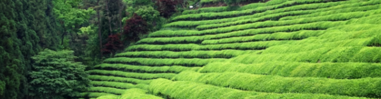 darjeeling