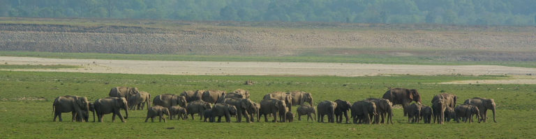 corbett