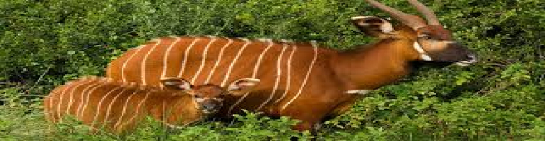 aberdare national park