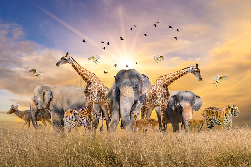 Wild Life